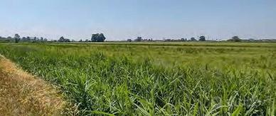 RGE 489/2022 Trib Pavia - LOTTO 1