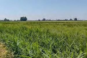 RGE 489/2022 Trib Pavia - LOTTO 1