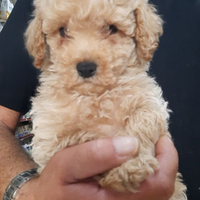 Cuccioli barboncini mini toy