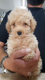 Cuccioli barboncini mini toy