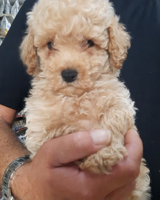 Cuccioli barboncini mini toy
