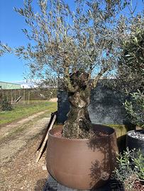 Ulivo in vaso color bronzo