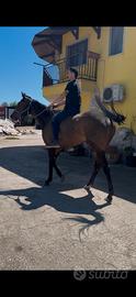 Cavallo