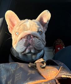 Bulldog francese big rope monta