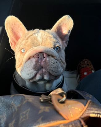 Bulldog francese big rope monta