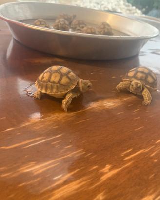 Tartaruga Sulcata