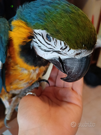 Ara ararauna leggere bene