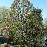 Magnolie, alberi di 4 mt!Varese centro