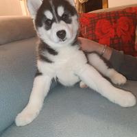 Cane husky siberian