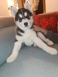 Cane husky siberian