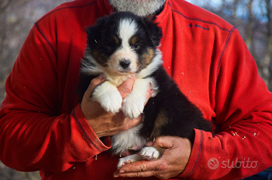 Cuccioli di pastore australiano