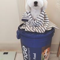 Maltese maschio per accoppiamento