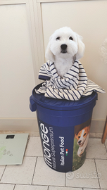 Maltese maschio per accoppiamento