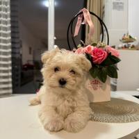 Maltipoo mini toy