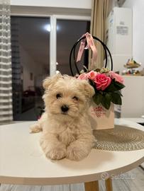 Maltipoo mini toy