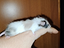 Immagine 4