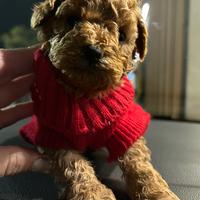 Barboncino mini Toy red due mesi