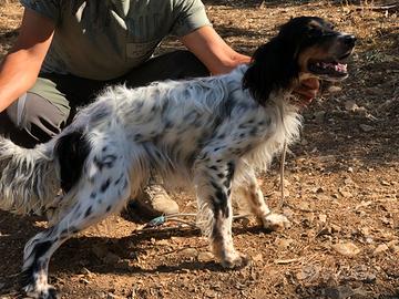 Setter