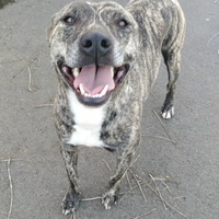 Cagnolino dolcissimo in Adozione. Coffie