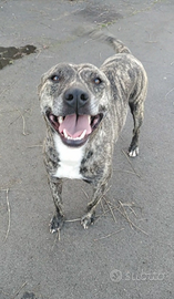 Cagnolino dolcissimo in Adozione. Coffie