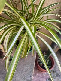 Piante Nastrini di Maria