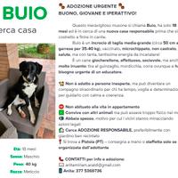 Meticcio taglia medio-grande 18 mesi
