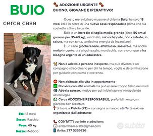 Meticcio taglia medio-grande 18 mesi