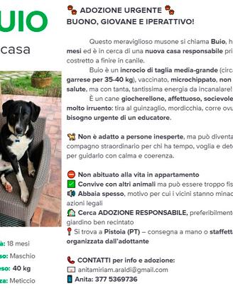 Meticcio taglia medio-grande 18 mesi