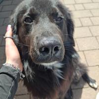 Cane dolce, vuole una famiglia amorevole