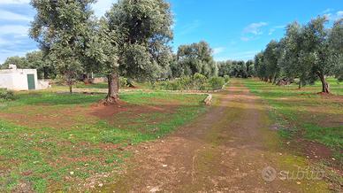 Terreno