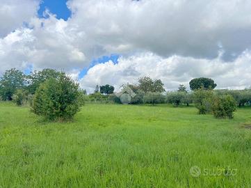 TER. AGRICOLO A VELLETRI