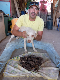 Lagotto romagnolo bianco arancio per accoppiamento