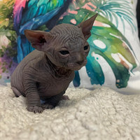 Sphynx Canadian