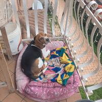 Beagle maschio