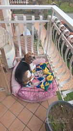 Beagle maschio