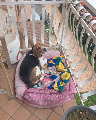 Beagle maschio