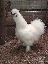 Gallina