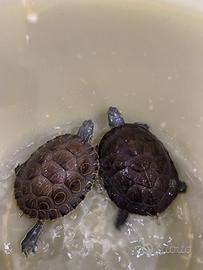 Tartarughe d'acqua dolce