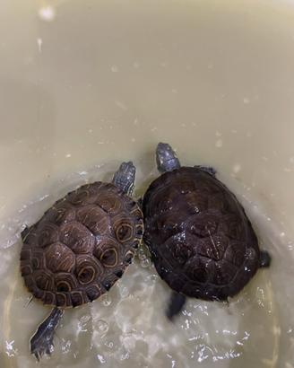 Tartarughe d'acqua dolce