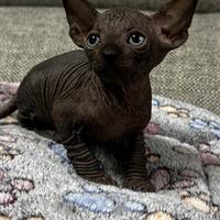 Canadian Sphynx