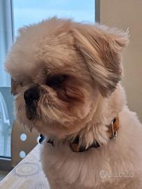 Shih tzu