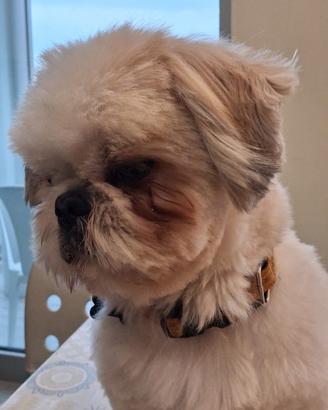 Shih tzu