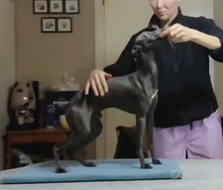 Piccolo Levriero Italiano giovane maschio