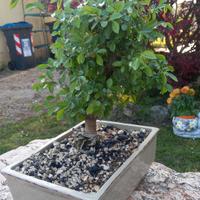 bonsai 