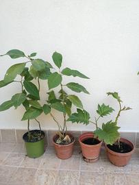 Piante di Solanum chrysotrichum e mauritianum