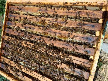 Nucleo sciame api da settembre