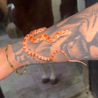 Serpente del grano