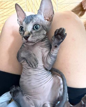 Cuccioli di Sphynx