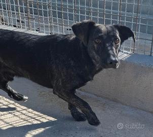 GINO 4 ANNI taglia media IN CANILE