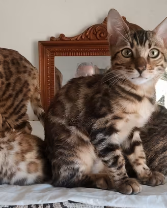 gattini del Bengala